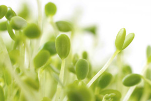 healthy Sprouts