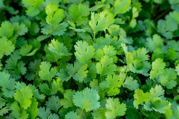 coriander leaves benefits